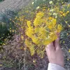 hiba.lamassiah