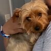 rockythatdog2