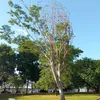 alfsriopreto