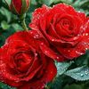 tulikhatun9492