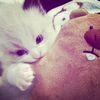 ssyiifaaa_