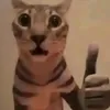 pepepopo9017