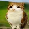 neonnkittenns