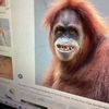 monkeyfriends26