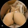 lagigakmood49