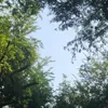a0067407