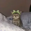 https_ella29
