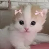 amiifor_l1ve