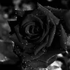 be_linn1805
