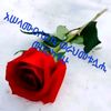 user447298120241