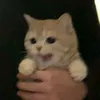 gsolqn