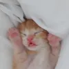 ahnnapueritacichi