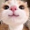 welokie55