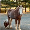 Rosemary equine Sanctuary