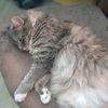 sadcat69135