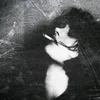 7y7.v