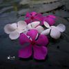 rahimatrisha883
