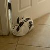 dior.the.rabbit