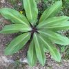 greenlegsasmr