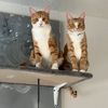 mac_n_peanut