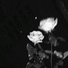 astryi_aa