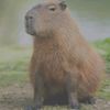 capybaraa_syaa