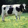 beef.tallow3