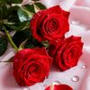 red..rose14