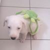 doggykegzespectador