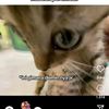 cahinggris2