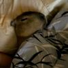 capybara008