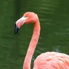 flamingo_jr3