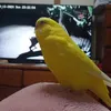 tweety3423