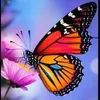 aflower_60