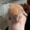 mr.minimeow2.0