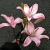 thanh.ngn0461