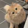 catcore34