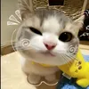 kitty_cat00037