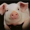pornyxaaaaa