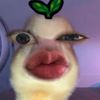 liliyuon