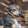 bamudogsrescue