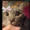.toca.nikki0