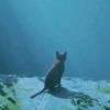 straypaw6