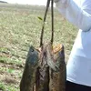 gersonbarbosadeli8
