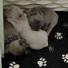cute.vae.webb