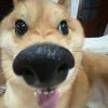 gobi._.gobi