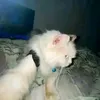 romeodump20