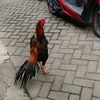pemula..7