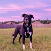 bootstheaussielab