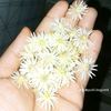 putli.begum4